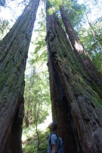 アメリカ ドライブ 古代の森へはサンフランシスコから ミュアウッズ国定公園がおすすめ Nanami In The Forest